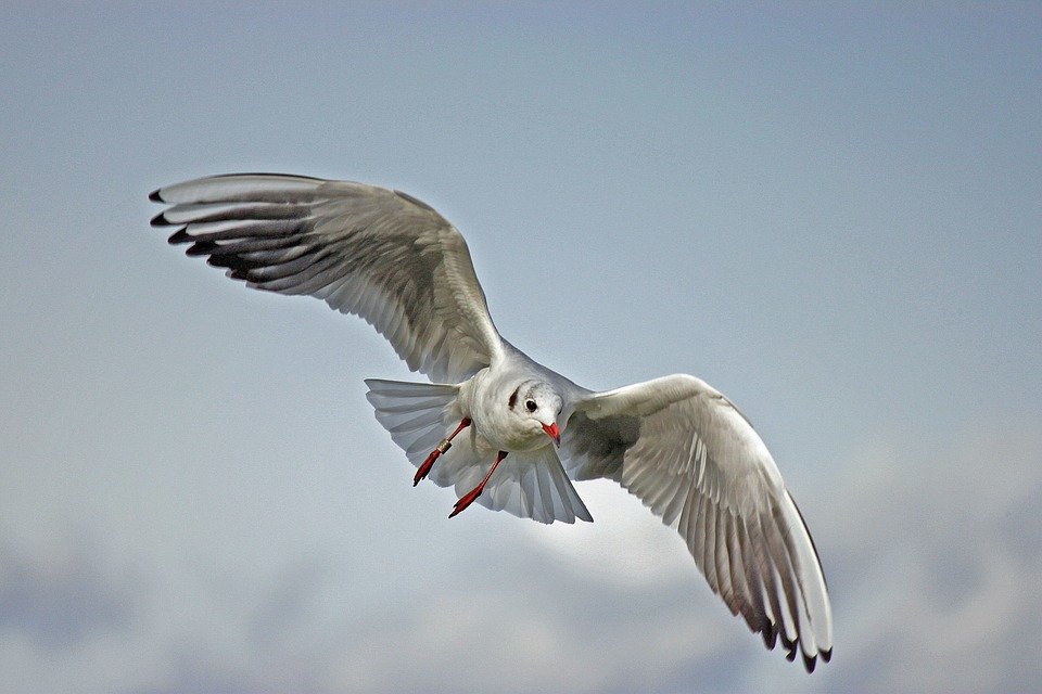 國(guó)航 網(wǎng)上值機(jī)